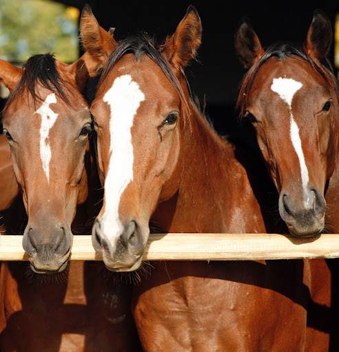 Equine Insurance